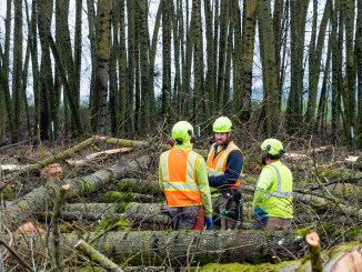 Felled trees